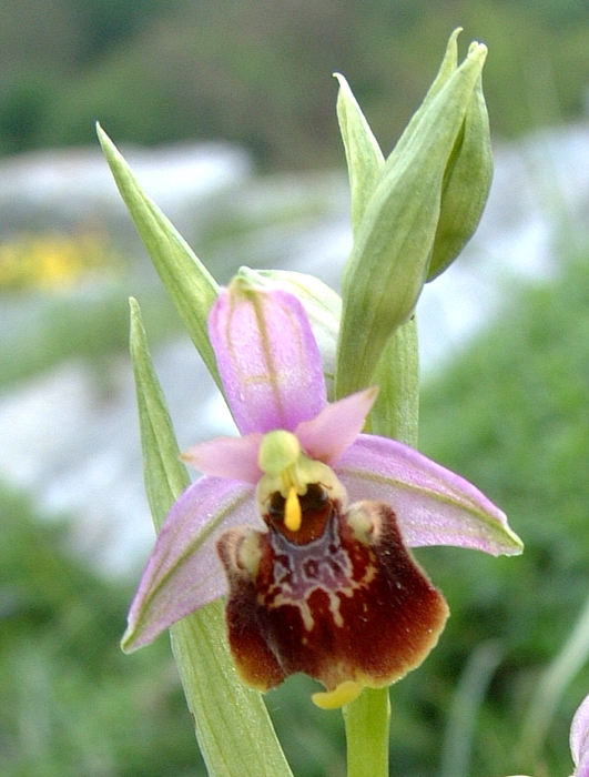 Ophrys fuciflora